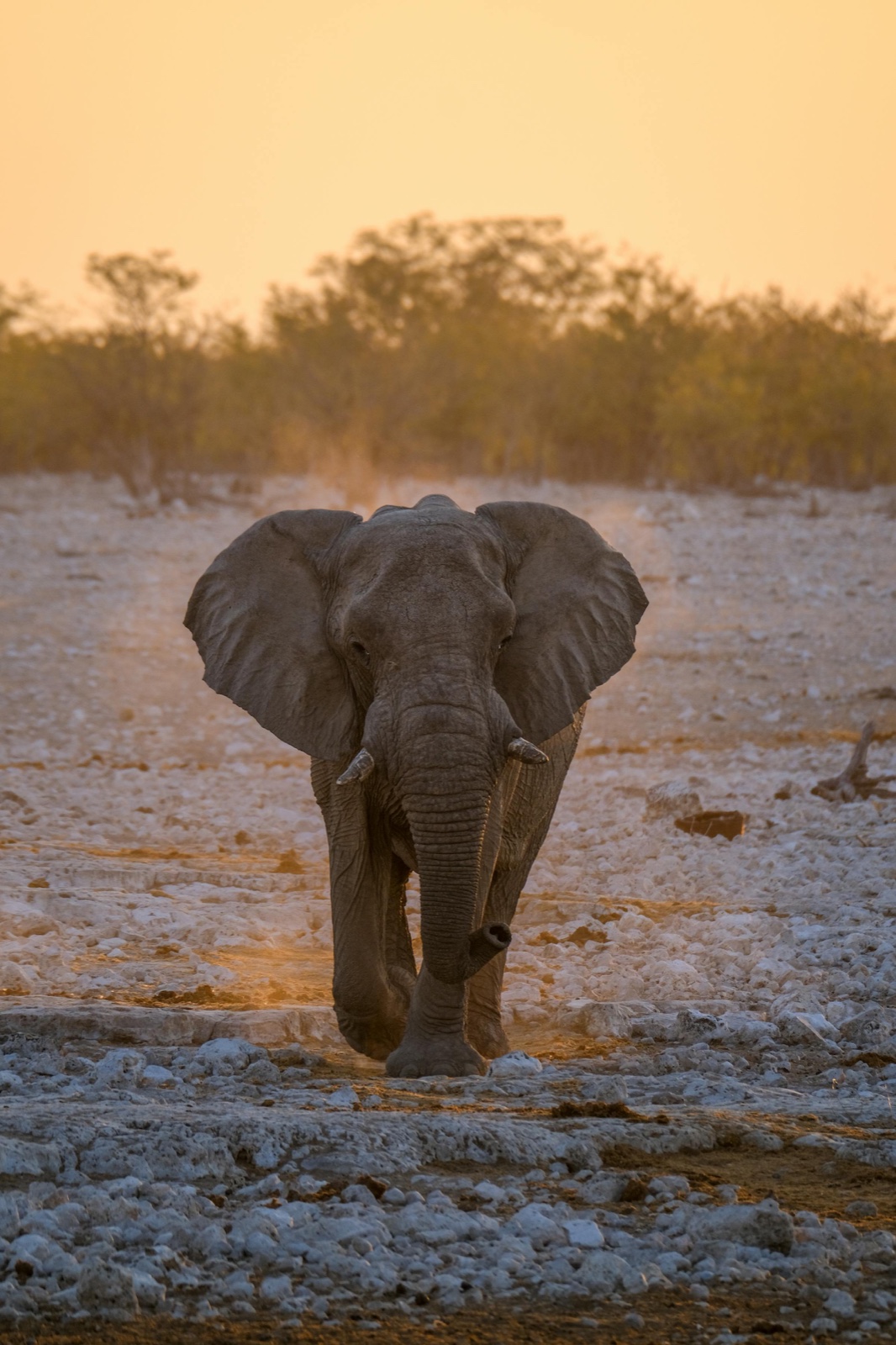 A lone elephant walking the savanna at golden dusk